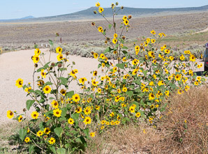 Helianthus annuus (sunflower, common sunflower)