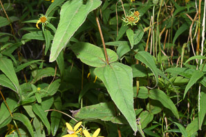 Helianthus divaricatus (woodland sunflower)
