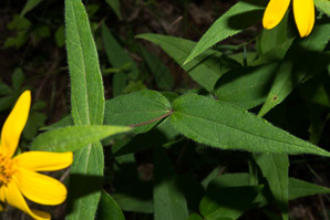 Helianthus divaricatus (woodland sunflower)