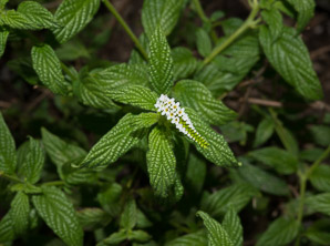 Heliotropium angiospermum (scorpiontail, scorpion’s tail, scorpion’s-tail)