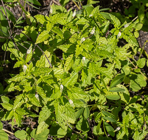 Heliotropium angiospermum (scorpiontail, scorpion’s tail, scorpion’s-tail)
