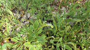 Heliotropium curassavicum (seaside heliotrope, scorpion weed, monkey tail, quail plant, Chinese parsley, salt heliotrope)