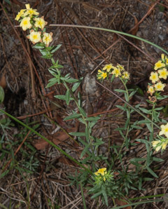 Heliotropium polyphyllum (pineland heliotrope)