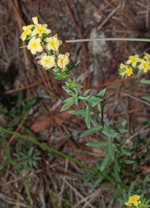 Heliotropium polyphyllum (pineland heliotrope)