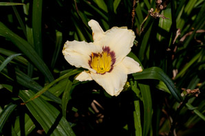 Hemerocallis L. (daylily)