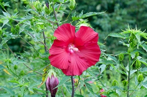 Hibiscus ‘Lord (hibiscus)