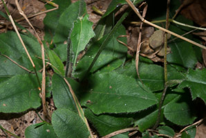 Hieracium murorum (wall hawkweed)