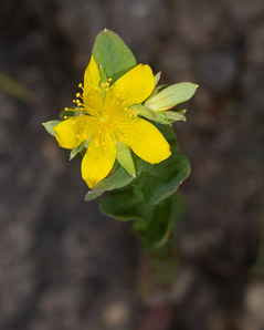 Hypericum ellipticum (pale St. John’s-wort, pale St. Johnswort)