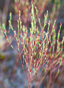 Hypericum gentianoides (pineweed, orange grass, orangegrass)