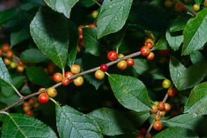 Ilex verticillata (winterberry ‘Red Sprite’, winterberry, American winterberry)