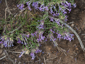 Ipomopsis thurberi (El Paso skyrocket)