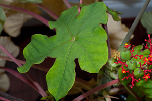 Jatropha podagrica (gout plant, gout stick, Buddha belly, Guatemala rhubarb, tartogo, goutystalk nettlespurge)
