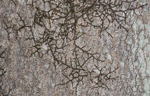 Jungermannia fragilifolia (spotty scalewort)