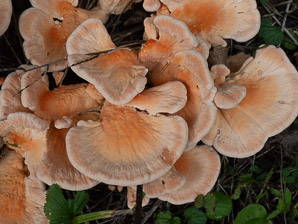 Laetiporus sulphureus (sulphur shelf, chicken of the woods, chicken mushroom, chicken fungus)