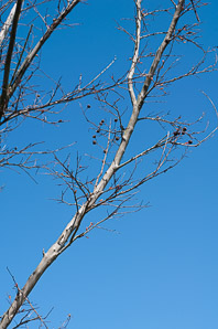 Lagerstroemia indica (crape myrtle)
