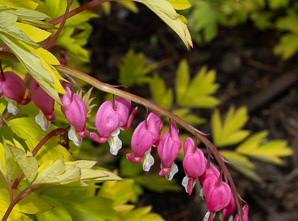 Lamprocapnos spectabilis (bleeding hearts, lyre flower, lady-in-a-bath, bleeding heart)