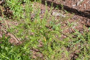 Lepidium virginicum (peppergrass, Virginia pepperweed)