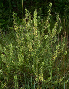Lepidium virginicum (peppergrass, Virginia pepperweed)