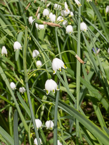 Leucojum aestivum (summer snowflake, giant snowflake, Loddon lily)