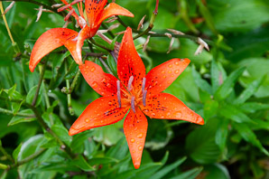 Lilium philadelphicum (wood lily, prairie lily)