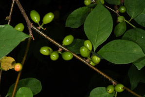 Lindera benzoin (spicebush, northern spicebush)