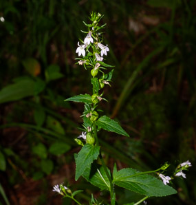 Lobelia inflata (bladderpod, Indian tobacco, wild tobacco, pukeweed, asthma weed, vomitwort, Indian-tobacco)