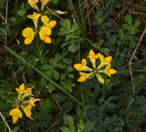 Lotus corniculatus (bird’s foot trefoil, bird’s-foot trefoil)