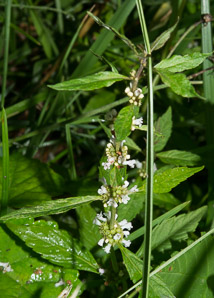 Lycopus americanus (American water-horehound, American water horehound)