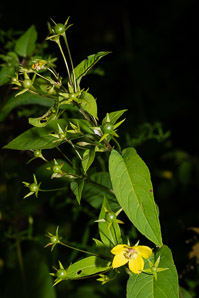 Lysimachia ciliata (fringed yellow loosestrife, fringed loosestrife)