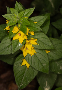 Lysimachia punctata (garden loosestrife, yellow loosestrife, circle flower, large yellow loosestrife)