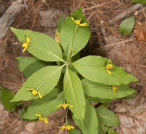 Lysimachia quadrifolia (whorled loosestrife, yellow whorled loosestrife, whorled yellow loosestrife)