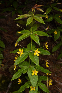 Lysimachia quadrifolia (whorled loosestrife, yellow whorled loosestrife, whorled yellow loosestrife)