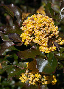 Mahonia aquifolium (oregon grape, hollyleaved barberry)