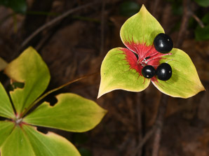 Medeola virginiana (Indian cucumber-root, Indian cucumber)