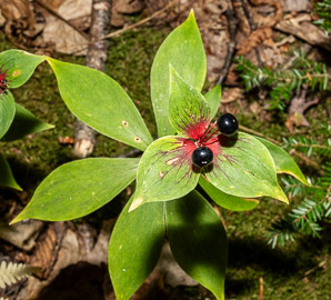 Medeola virginiana (Indian cucumber-root, Indian cucumber)