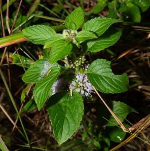 Mentha arvensis (field mint, wild mint, corn mint)