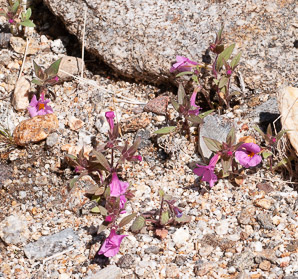 Mimulus bigelovii (Bigelow’s monkeyflower, yellow-throat monkeyflower, panamint monkeyflower)
