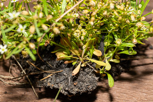 Mollugo verticillata (carpetweed, green carpetweed, Indian chickweed)