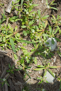 Mollugo verticillata (carpetweed, green carpetweed, Indian chickweed)