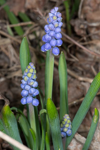 Muscari botryoides (grape hyacinth, common grape hyacinth)