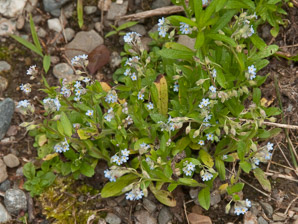 Myosotis scorpioides (forget-me-not, true forget-me-not)