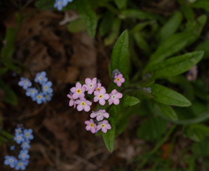 Myosotis scorpioides (forget-me-not, true forget-me-not)