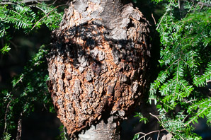 Neonectria ditissima (nectria canker)