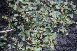 Nymphoides cristata (crested floatingheart, white snowflake)
