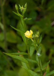 Oenothera biennis (common evening primrose)