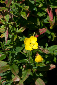 Oenothera fruticosa (sundrops, narrowleaf evening primrose)