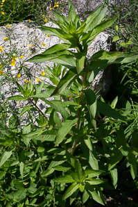 Oenothera parviflora (small-flowered evening-primrose, northern evening primrose)