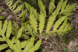 Onoclea sensibilis (sensitive fern, bead fern, meadow brake)