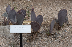 Opuntia basilaris (beavertail cactus, beavertail pricklypear)