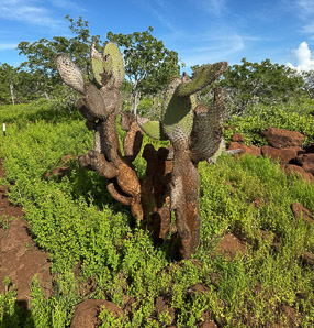 Opuntia galapageia (Galápagos prickly pear, tree prickly pear)